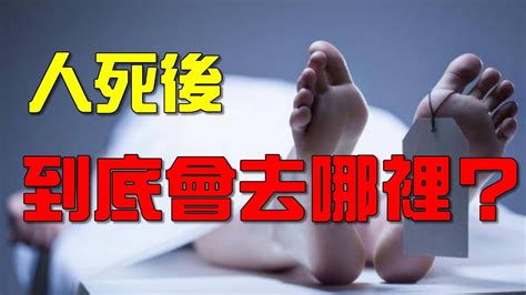 貓死後會去哪裡 後家運